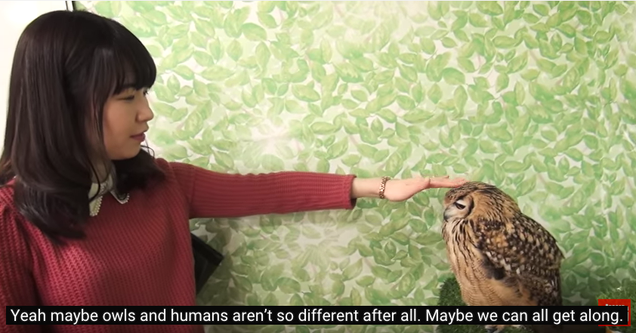 May the owl-human peace treaty last forever